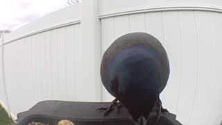 rock pigeon