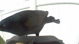 american crow