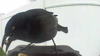 common grackle