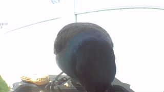 common grackle