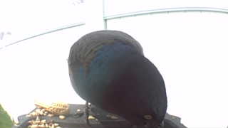 common grackle