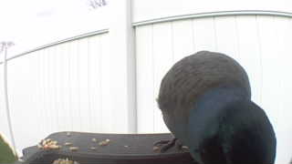 common grackle
