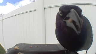 common grackle