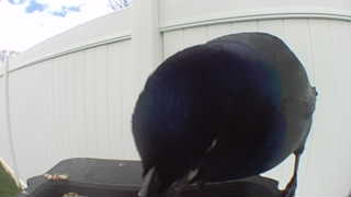 european starling