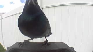 common grackle