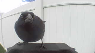 brown-headed cowbird