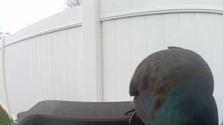 mallard