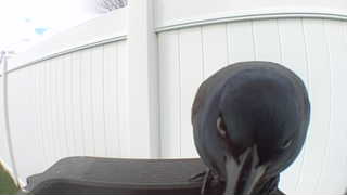 common grackle