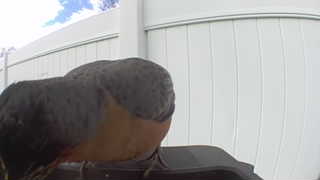american robin