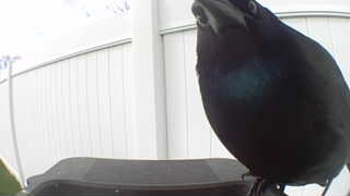 common grackle