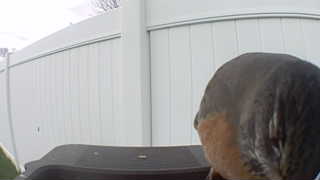 american robin