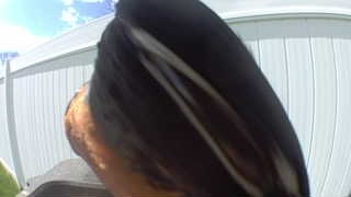 eastern towhee