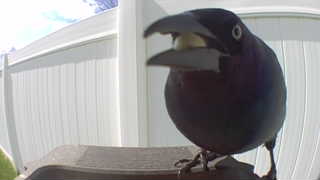common grackle