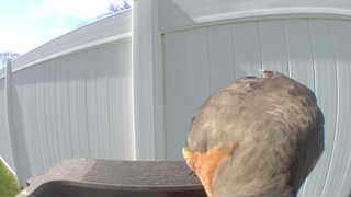 american robin