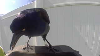 common grackle