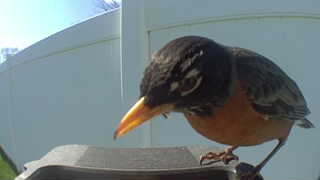 american robin
