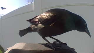 common grackle