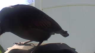 brown-headed cowbird