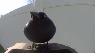 common grackle