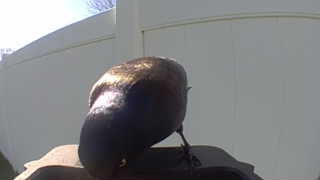 common grackle