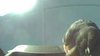 great horned owl