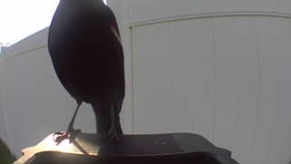 brown-headed cowbird