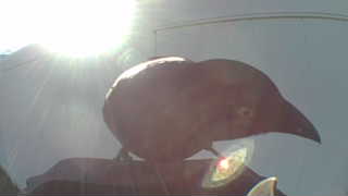 american crow