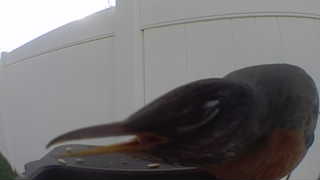 american robin