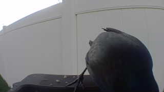 american crow