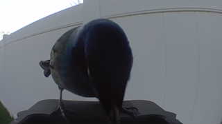 common grackle
