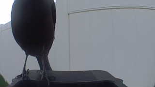 common grackle