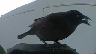 brewer's blackbird