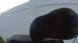 rock pigeon