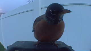 american robin