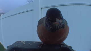 american robin