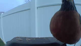 american robin