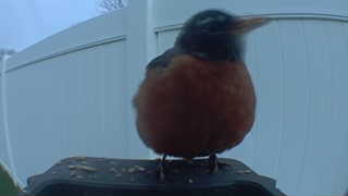 american robin