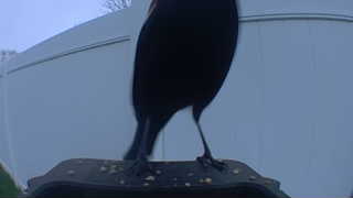 common grackle