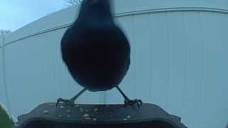 common grackle