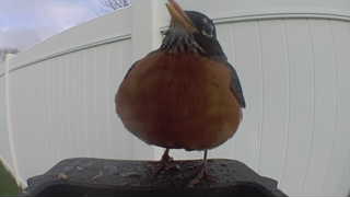 american robin