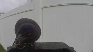 common grackle