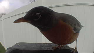 american robin