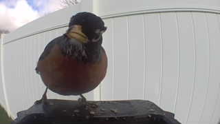 boreal chickadee