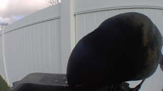 brown-headed cowbird