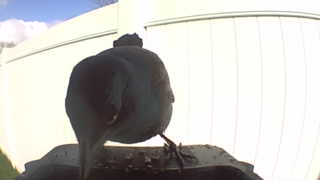 rock pigeon
