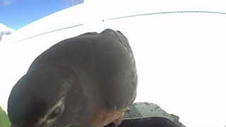 eastern towhee