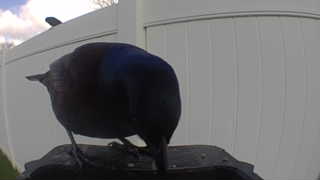 common grackle