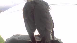 african grey parrot