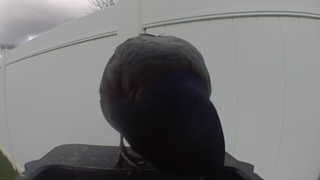 common grackle