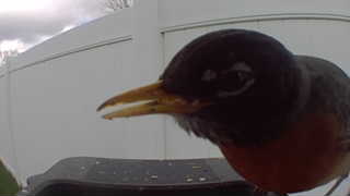 american robin